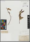 Foto von Salix acutifolia Willd.
